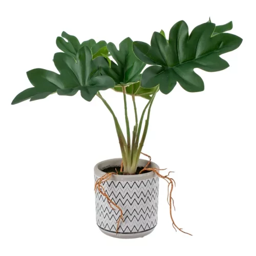 Planta filodendro verde